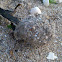 strange sand ball