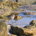 Water Pipit