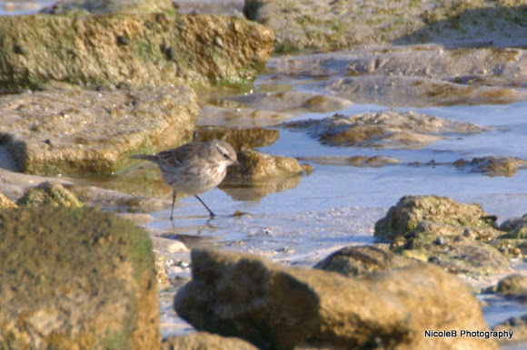 Spotting Image 1