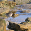 Water Pipit