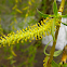 Weeping Willow Flower