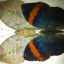 Indian leaf butterfly