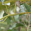 Stick Insect