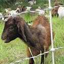Domestic goat