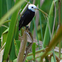 White-headed Marsh Tyrant