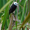 White-headed Marsh Tyrant