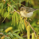 Common Chiffchaff