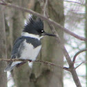 Belted Kingfisher