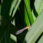 Damselfly