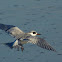 Forster's Tern