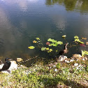 Anhinga