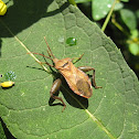 Leaf-footed Bug