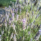 Lavanda (lavender)