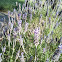 Lavanda (lavender)
