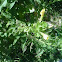 Common evening primrose