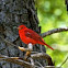 Summer Tanager