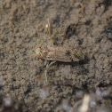 Water Boatman (U.S. Naming)