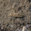 Water Boatman (U.S. Naming)