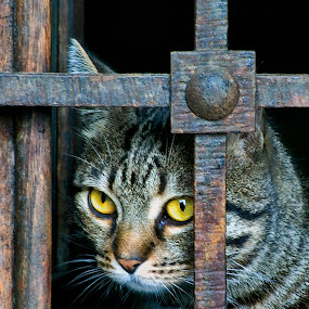Let_me_out.jpg