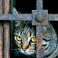 Let ME OUT ! by Gabriel Catalin - Animals - Cats Portraits