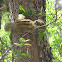 Squirrel 松鼠