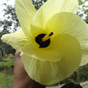 Mahoe Hibiscus