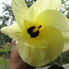 Mahoe Hibiscus
