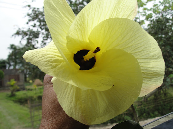 Spotting Image 1