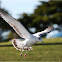 Smithsonian Gull