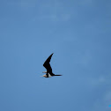 Cikalang christmas / Lesser Frigatebird