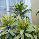 Garden Croton
