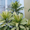 Garden Croton