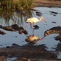 White Ibis