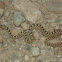 Bullsnake