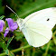 mariposa