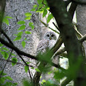 Barred Owl
