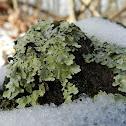 Caperat lichen