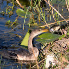 Anhinga