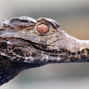 Spectacled Caiman