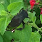 Leaf footed bug
