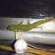 Madagascar Day Gecko