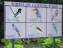 Birds Of Cubbon Park