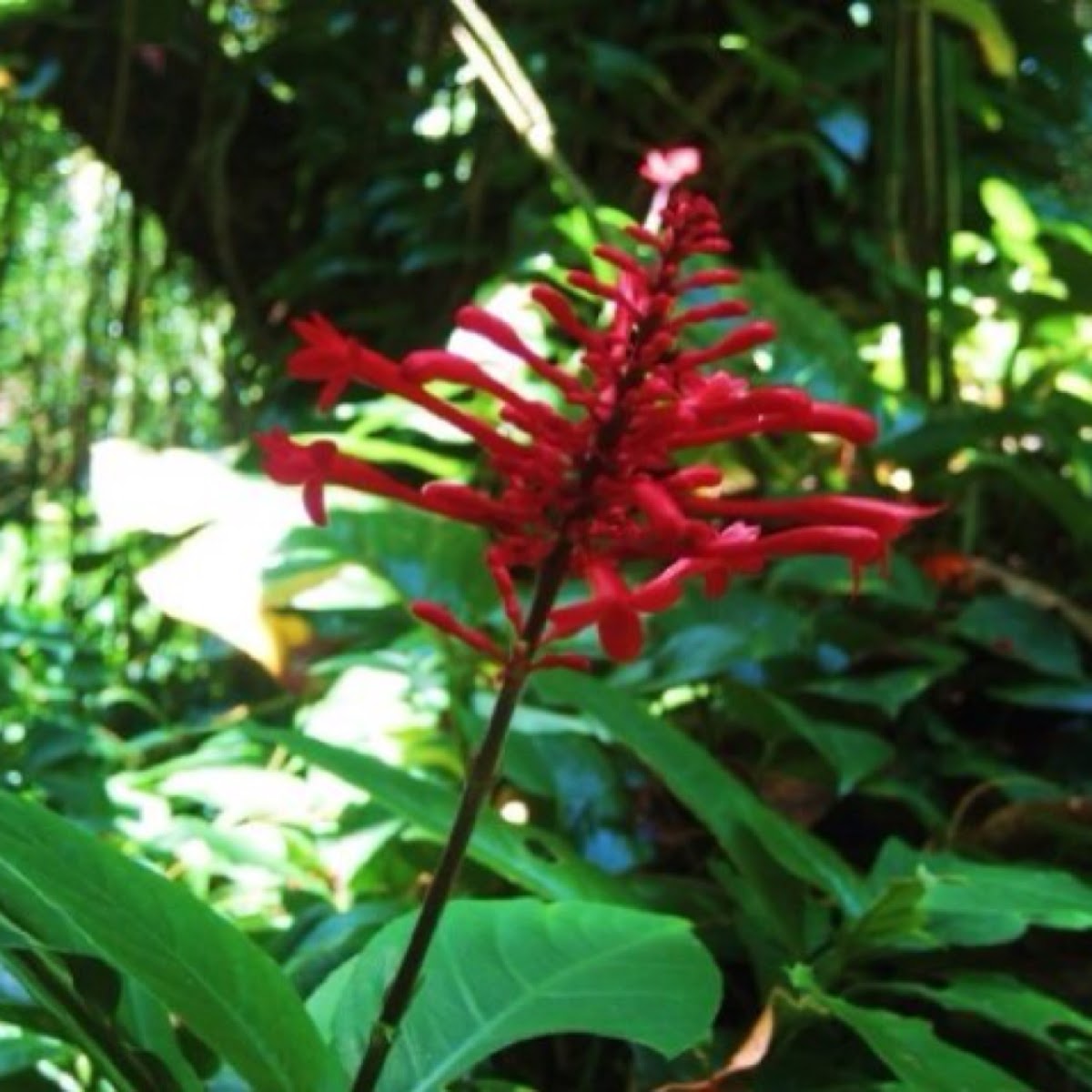 Firespike