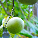Grapefruit