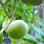 Grapefruit