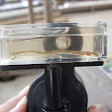Eel