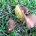 Hollow-Foot
