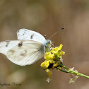 Checkered White