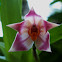 Orquidea