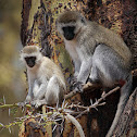 Vervet monkey